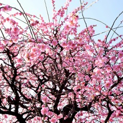 Of Carbon Hydrogen Oxygen And Nitrogen