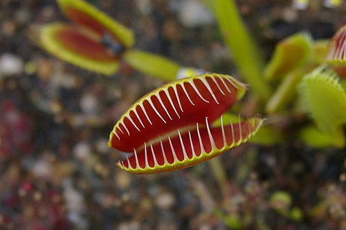 Why carnivorous plants are good for you? DrG talks with Guillermo Ruiz episode artwork