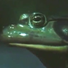 Heathen - Amphibian [Clip]