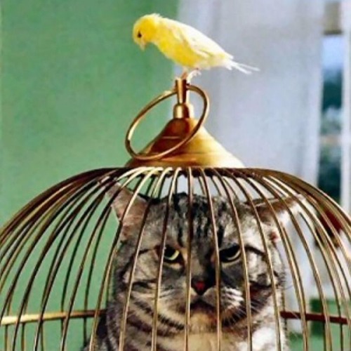 The Cage Of Karma