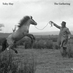 Toby Hay - Starlings