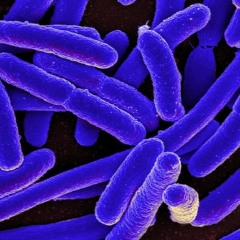La composition du microbiote influence la réponse à l'ipilimumab
