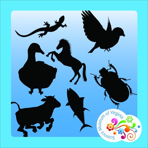 stream-episode-question-your-world-how-many-species-live-on-earth-by