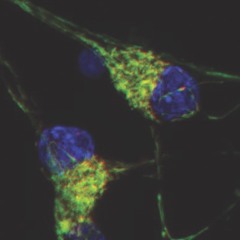 DREYER - Mitochondria