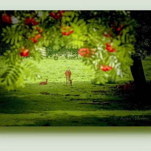 Mike Hennessy - Rowanberry