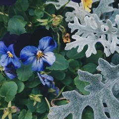 Yuki no hana Thai ver. By Jinne_Gackt ดอกไม้แห่งหิมะ