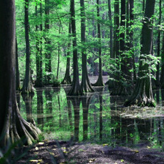 swamp water mix tape
