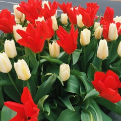 Can't Help Falling In Love - Elvis Presley (Haley Reinhart Version, Cover)