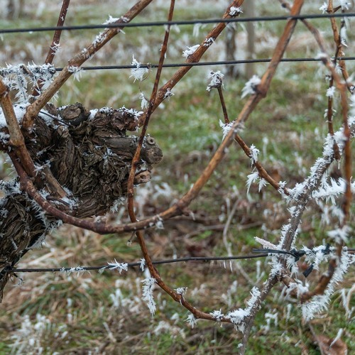 Maltempo e gelate: i danni all'agricoltura