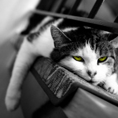 ~MystiqCat~ Can't  Adult Today...