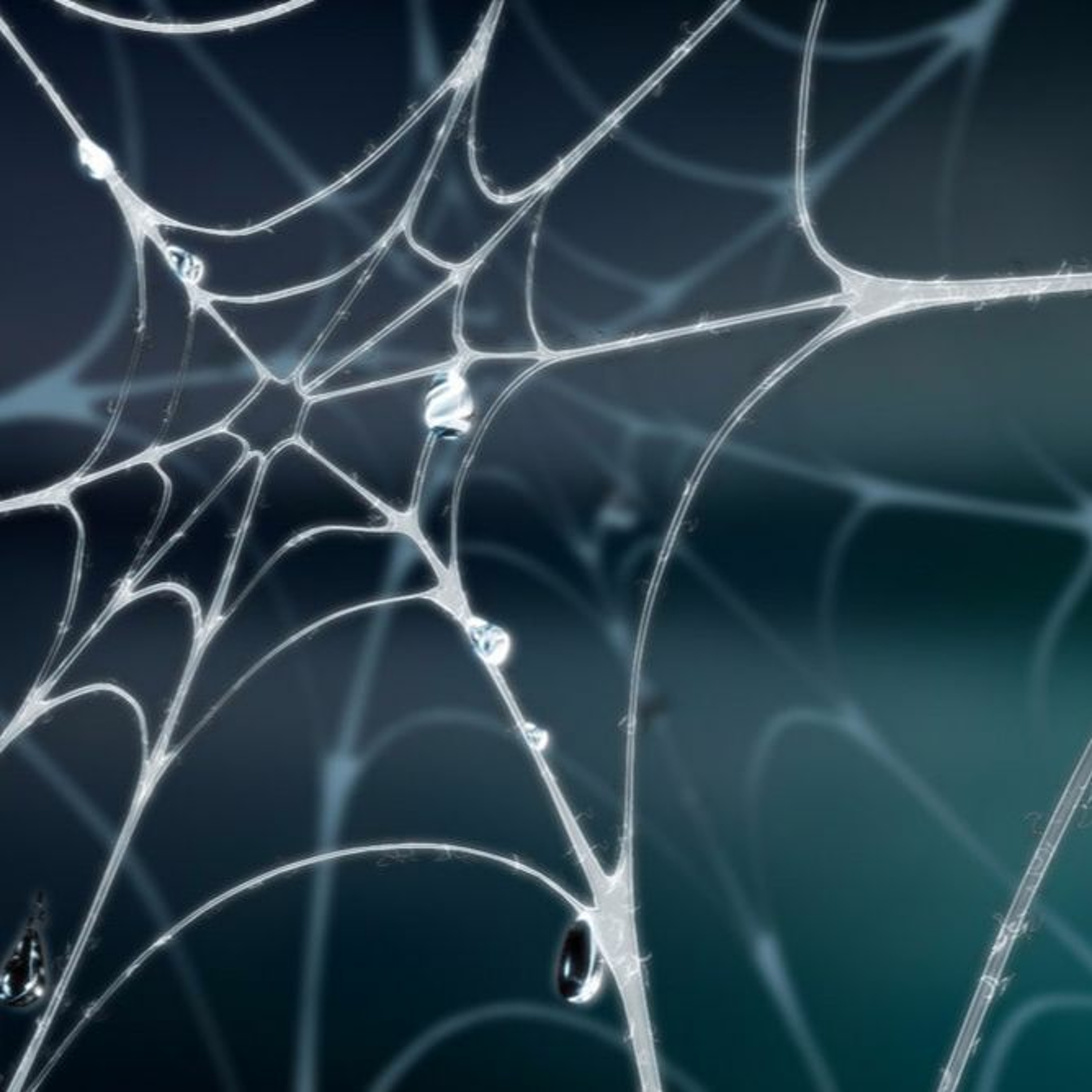 Be Like A Fly Admiring The Web episode artwork