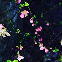 Tame Cab ( shitty cover 04 )