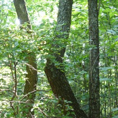 Crying Out For Peace