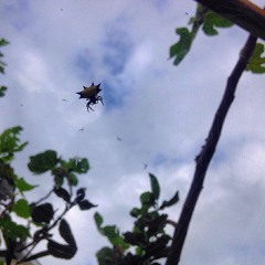 not for the season (jeff tweedy cover)