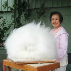Mon gros lapin (avec SCC et Flavien)