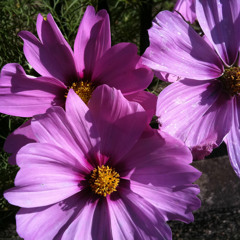 Toujours (Hinter den Kulissen von Paris - Mireille Mathieu)