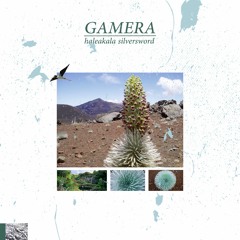 Gamera ~ Haleakala Silversword