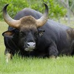 Indian Bull