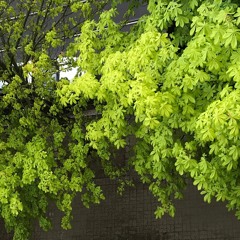 Spring 2017 for real