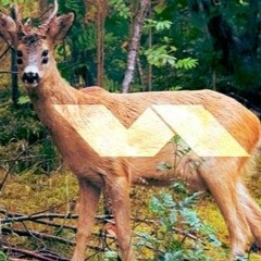 Wumms Ïm Wald