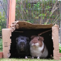 An Odyssey of Delusion