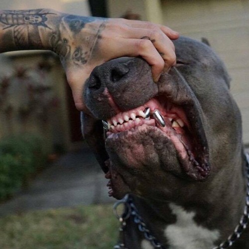 Puthe kam ( 22Brar )