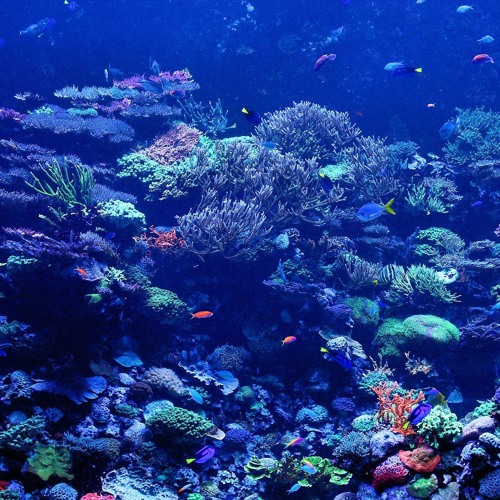 Coral Labyrinth (SPC Echoes 2)