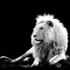 White Lion