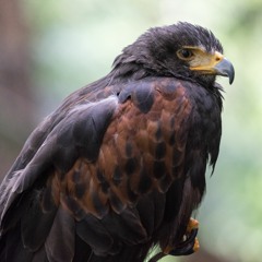 Red House (Hendrix cover) with Artem Zhulyev on sax