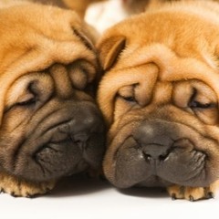 Miho (Hip-Hop Instrumental - Purchase Now!!!)