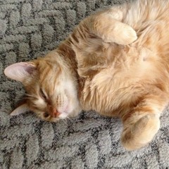 i found a picture of my cat