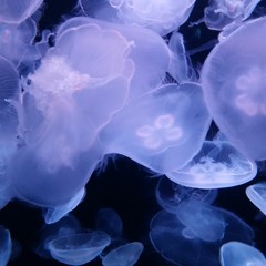 Quien (Prod.By Hi Jop)