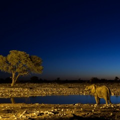 Amorphoid - Africa