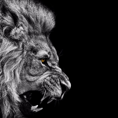 armani king