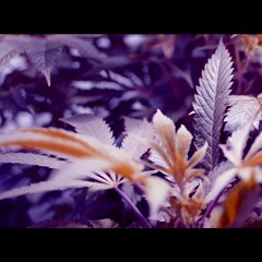 RIDA - RADAR - --NEBALIM - (prod. - VI3E)