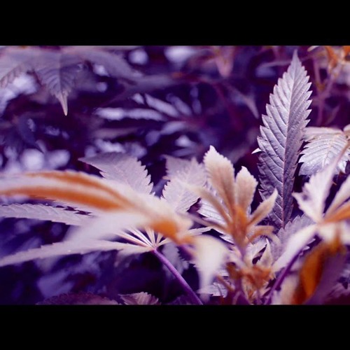 RIDA - RADAR - --NEBALIM - (prod. - VI3E)
