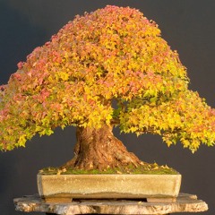 Bonzai