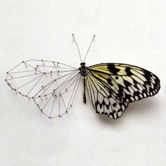 Butterfly (БАБОЧКА)