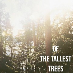 Of The Tallest Trees