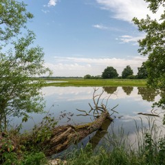 Sounds of the Dombes: Frogs