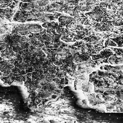 Kohlschwarzen - Das Versteck