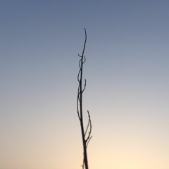 Solitude Morale (Improvisation 170501)