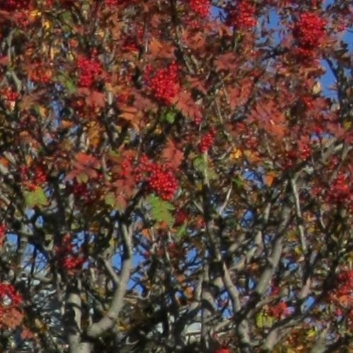 Iteration - Narrenschwärme