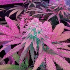 ｖｉｒｉｄｉｓ