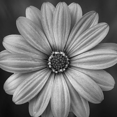 The Flower Shop - Soft Piano Loop