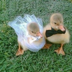 sonha um sonhinho de mim