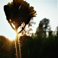 A REAL MAN WOULD'VE STOPPED TO SMELL THE PRETTY FLOWERS ['06]