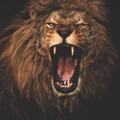 MSO (ZayCartel) "Dont Know"