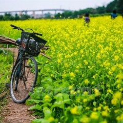 Mùa Hoa Bỏ Lại - Phạm Hoài Nam