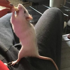 Ratatouille